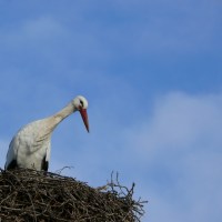 startchancen-storch.jpg